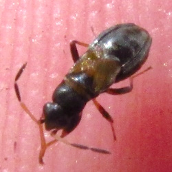 Ischnocoris hemipterus